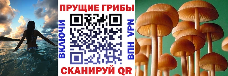 Купить где  Славгород  Псилоцибиновые грибы GOLDEN TEACHER 